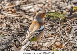 Attēlu rezultāti vaicājumam “Fringilla coelebs”