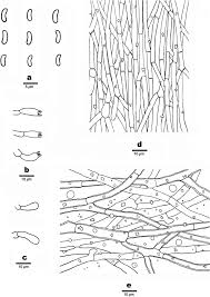 Attēlu rezultāti vaicājumam “Ceriporia viridans”