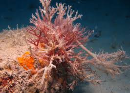 Attēlu rezultāti vaicājumam “Furcellaria lumbricalis”