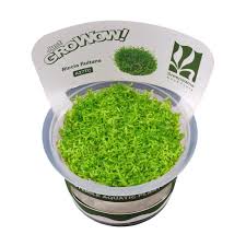 Attēlu rezultāti vaicājumam “Riccia”