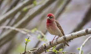 Attēlu rezultāti vaicājumam “Carpodacus erythrinus”