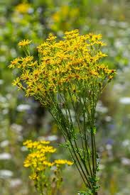 Attēlu rezultāti vaicājumam “Senecio vernalis leaf”
