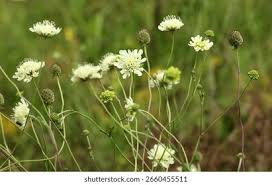 Image result for Scabiosa ochroleuca