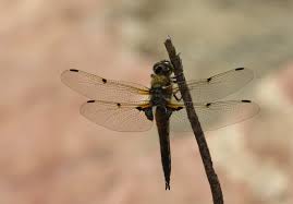 Attēlu rezultāti vaicājumam “Libellula quadrimaculata eggs”