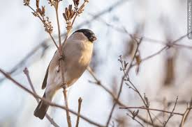 Attēlu rezultāti vaicājumam “Pyrrhula pyrrhula”