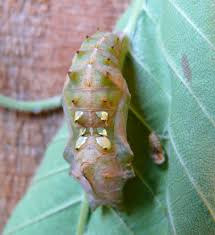 Attēlu rezultāti vaicājumam “Nymphalis pupa”