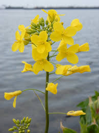 Attēlu rezultāti vaicājumam “Brassica napus”