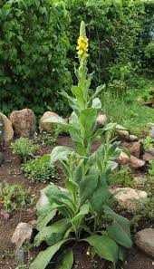 Image result for Königskerzen