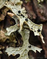 Attēlu rezultāti vaicājumam “Plectocarpon lichenum”