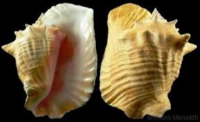 Image result for Aliger gigas