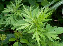 Image result for Artemisia vulgaris