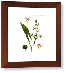 Attēlu rezultāti vaicājumam “Sagittaria sagittifolia”