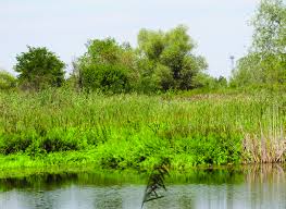 Attēlu rezultāti vaicājumam “Thelypteris palustris”