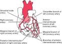 coronary arteries - definition of coronary arteries in the Medical ...