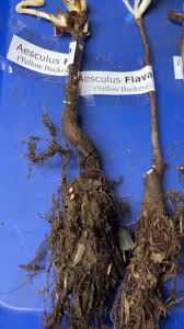 Attēlu rezultāti vaicājumam “Aesculus flava bud”