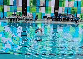 Image result for Trafford Synchronised Swimming Club