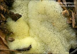 Attēlu rezultāti vaicājumam “Ceratiomyxa porioides”