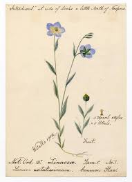 Attēlu rezultāti vaicājumam “Linum catharticum fruit”