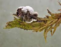 Attēlu rezultāti vaicājumam “Badhamiopsis macrospora”