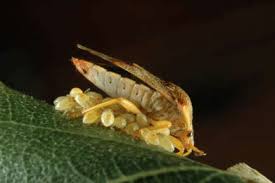 Attēlu rezultāti vaicājumam “Elasmucha grisea”