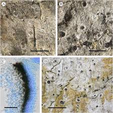 Attēlu rezultāti vaicājumam “Arthonia byssacea”