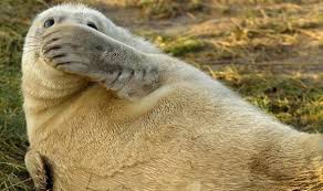 Image result for funniest picture ever