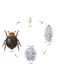 Image result for Cryptolaemus