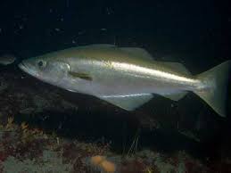 Image result for Pollachius pollachius