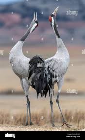 Attēlu rezultāti vaicājumam “Grus grus”