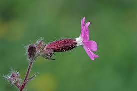 Image result for Silene dioica