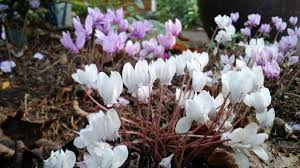 Attēlu rezultāti vaicājumam “Cyclamen hederifolium”