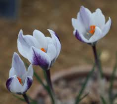 Attēlu rezultāti vaicājumam “Crocus vernus subsp. vernus flower”