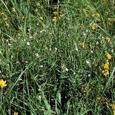 Attēlu rezultāti vaicājumam “Epilobium palustre flower”