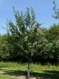 Attēlu rezultāti vaicājumam “Malus domestica”
