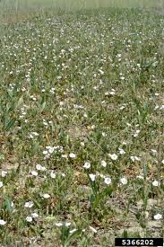 Attēlu rezultāti vaicājumam “Convolvulus arvensis”