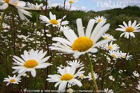 Image result for Chrysanthemum leucanthemum