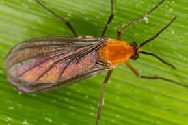 Attēlu rezultāti vaicājumam “Mycetophilidae”