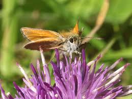Attēlu rezultāti vaicājumam “Thymelicus lineola underside”