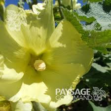 Image result for Alcea rugosa