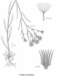 Attēlu rezultāti vaicājumam “Crepis tectorum fruit”