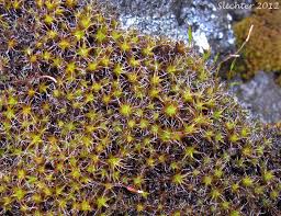 Attēlu rezultāti vaicājumam “Syntrichia ruralis var. ruralis”