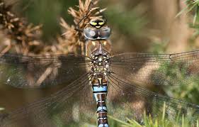 Attēlu rezultāti vaicājumam “Aeshna mixta male”