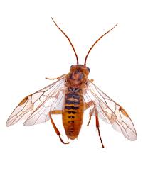 Attēlu rezultāti vaicājumam “Euura brevicornis”