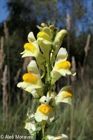 Attēlu rezultāti vaicājumam “Linaria loeselii”