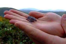 Attēlu rezultāti vaicājumam “Sorex araneus”