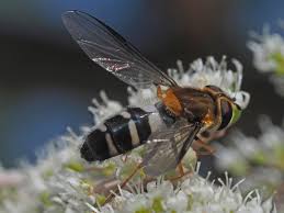 Attēlu rezultāti vaicājumam “Leucozona glaucia”