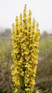 Attēlu rezultāti vaicājumam “Verbascum densiflorum leaf”