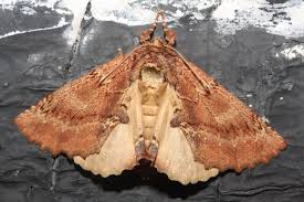 Attēlu rezultāti vaicājumam “Ptilodon capucina imago”