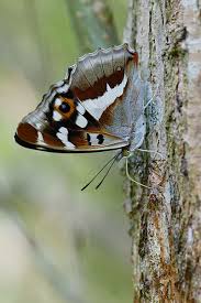 Attēlu rezultāti vaicājumam “Apatura iris male”