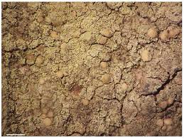 Attēlu rezultāti vaicājumam “Bacidia subincompta”